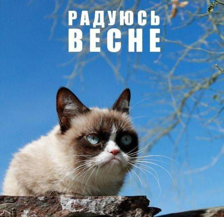 Картинка прикольное весны