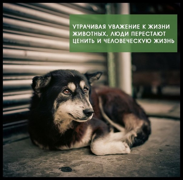 Стих о собаке друг человека Стих о собаке друг человека