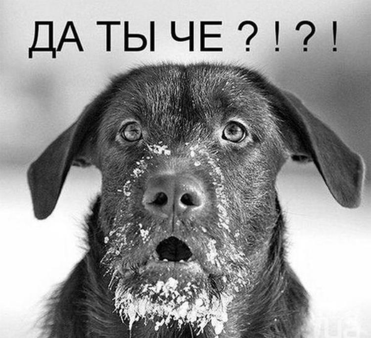 Че за прикол картинка