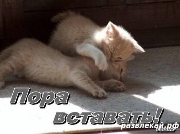 Называются, картинки просыпайся соня мужчине