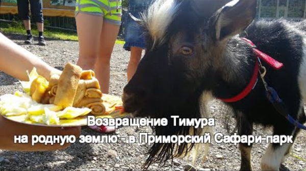 Возвращение козла Тимура