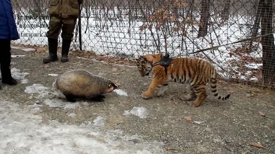Шерхан Амурович и Катюха