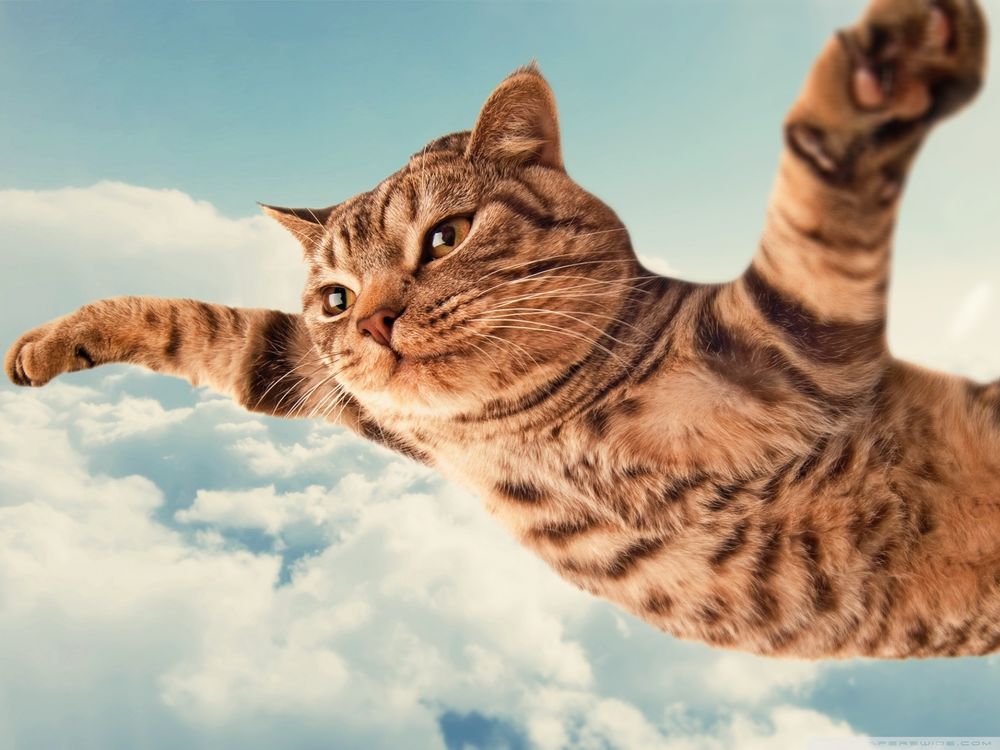 Картинки, смешной котик