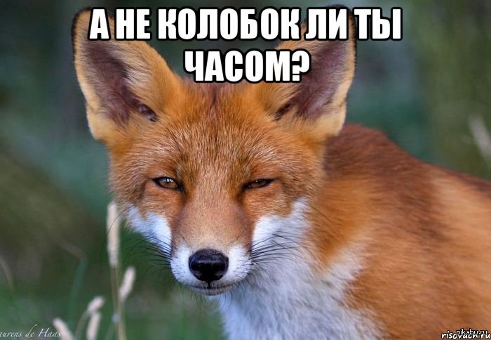 Тебе, картинка лиса с надписью