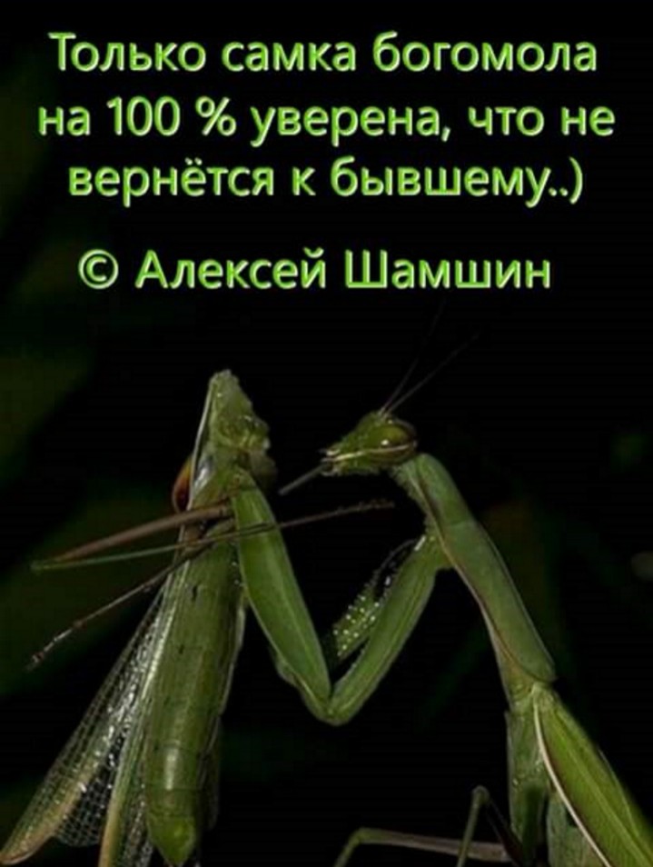 Днем рождения, самка богомола прикол картинки