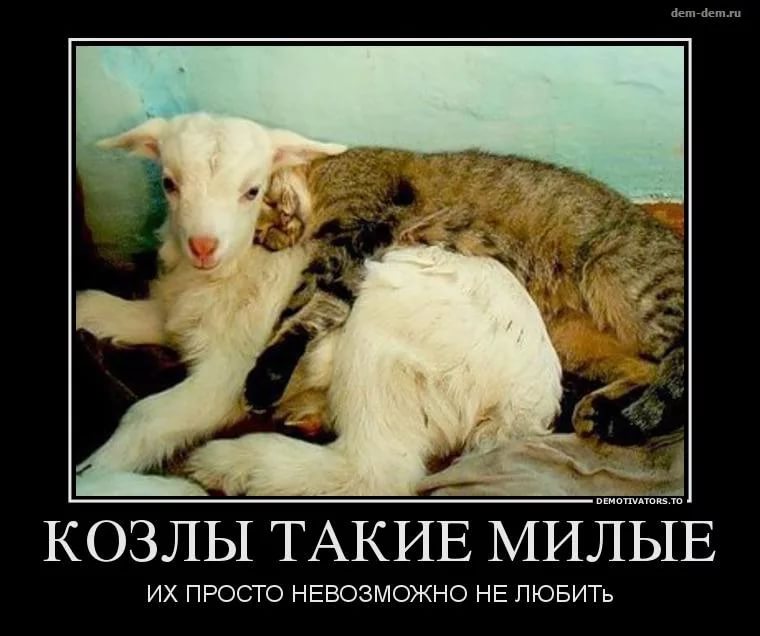 Открытки, все мужики козлы смешные картинки