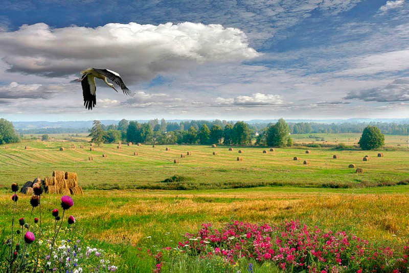 Лыжи, картинки о родине беларусь