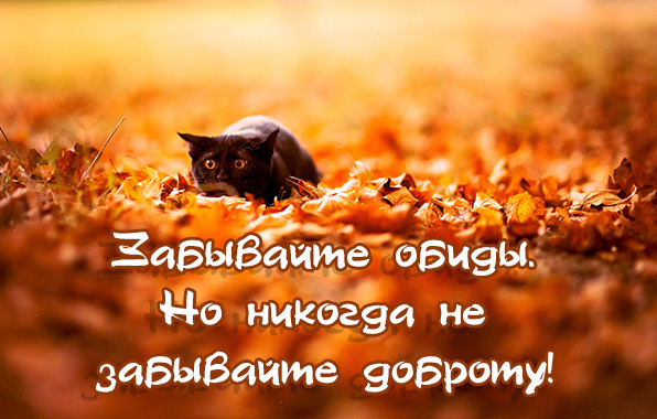 Открытки прости за обиду, днем