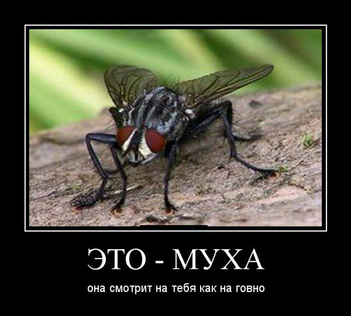 Своими руками, картинки с мухой и надписями