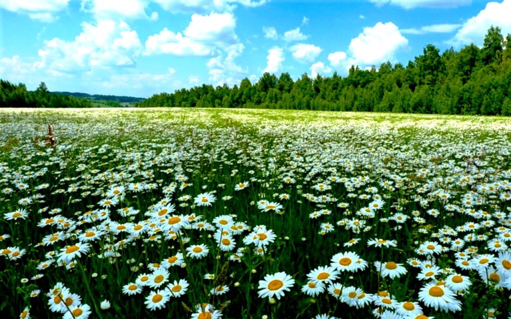 Картинки поле ромашек