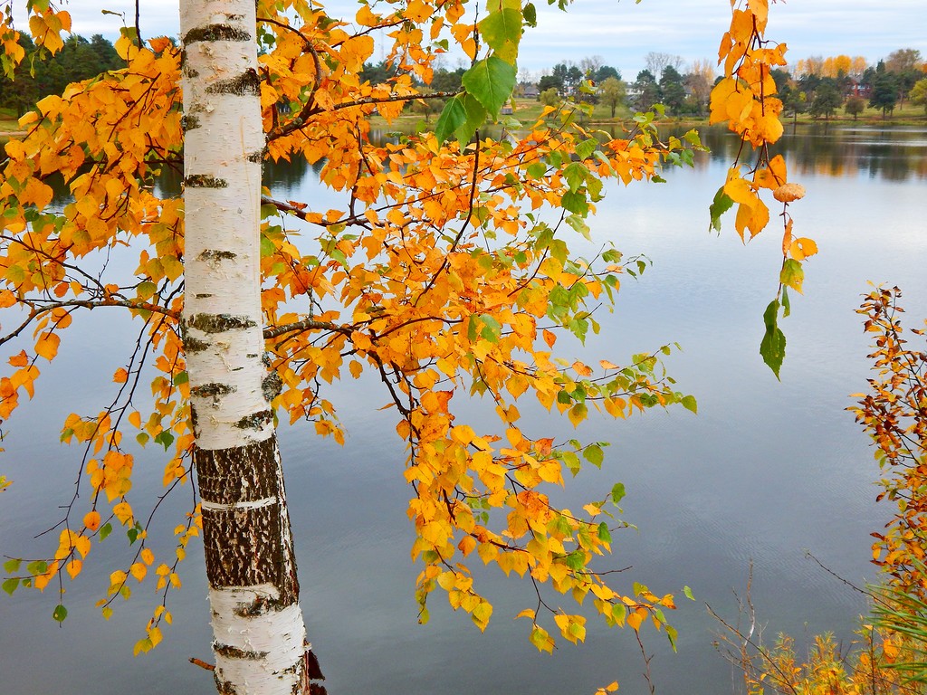 Днем шоколада, картинки береза осенью