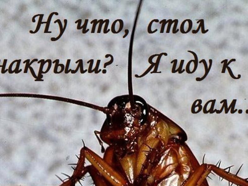 Клопы картинки прикольные