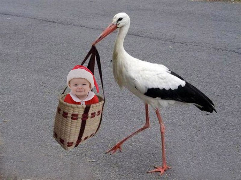 Открытка лет, смешные картинки про аиста