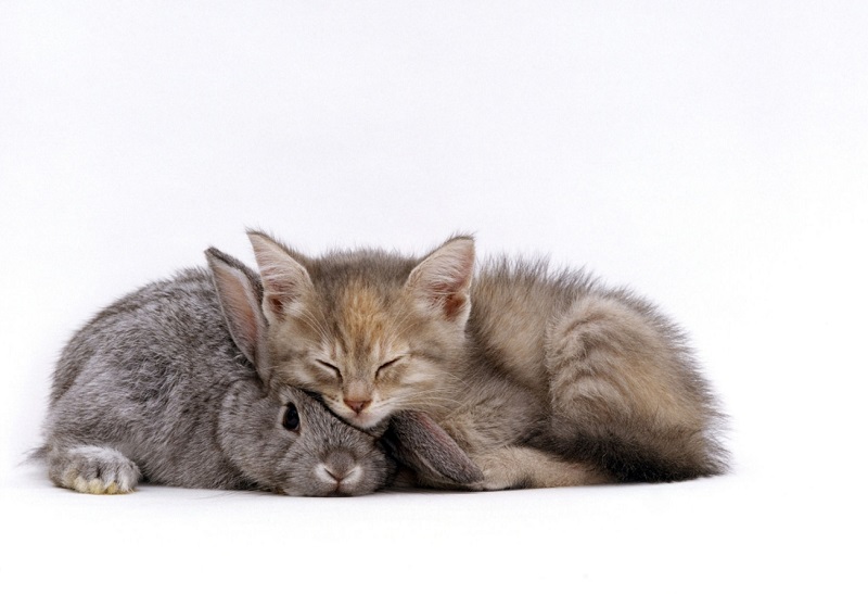 Картинки кот и заяц любовь