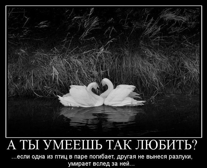 Смешные, картинки с надписями про разлуку с любимым