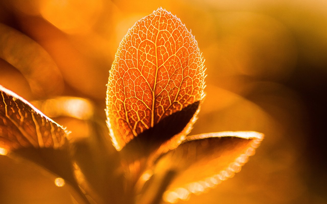 how to photograph flowers