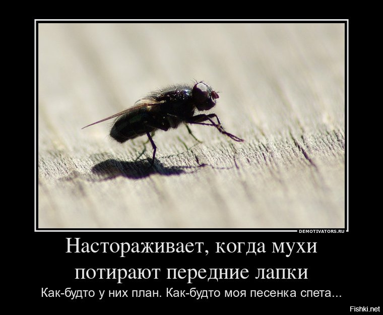Гиф анимация, смешные картинки про мух с надписями