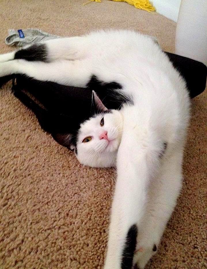 Котики смешных позах фото, открытка