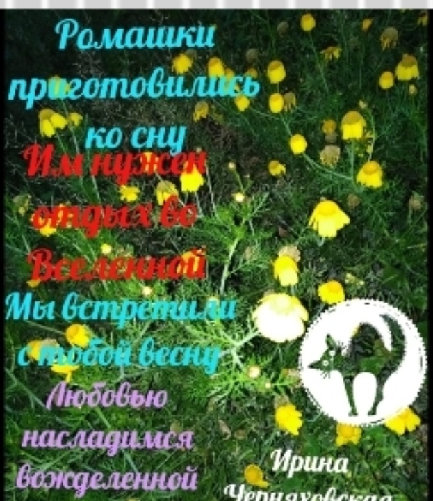 Ромашки во сне