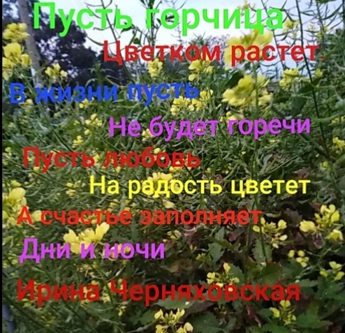 Горчит