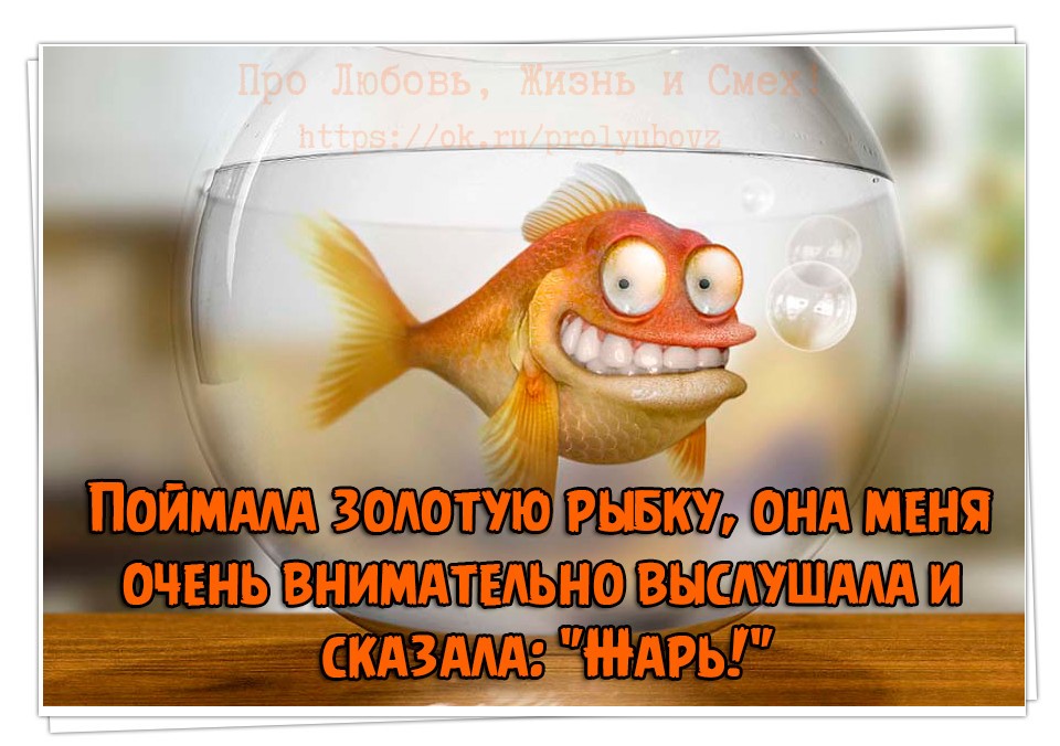 Картинки про золотую рыбку смешные жарь меня, февраля