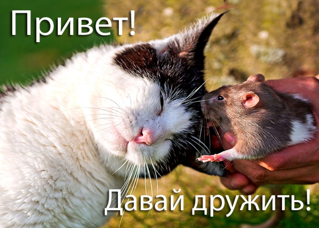 Размера, открытка давай знакомится