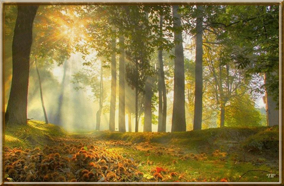 Картинки утро в лесу анимация