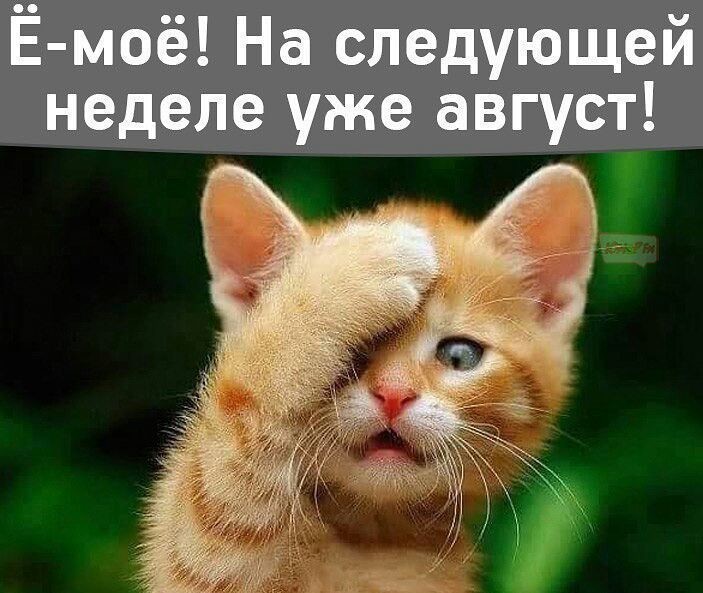 Последний месяц лета картинки прикольные смешные с надписью, своими руками