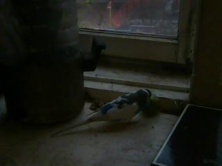 Бухгалтер милый Гамаюн!